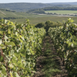 Champagne Vineyards