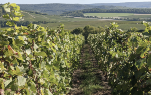 Driving from Paris to Taste Champagne!