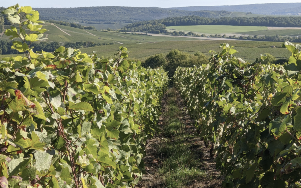 Champagne Vineyards